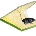 PUŁAPKA NA MYSZY LEP NA SZCZURY MYSZOŁAPKA ZAPACHOWA SILNY KLEJ MEGA MOCNA