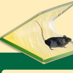 PUŁAPKA NA MYSZY LEP NA SZCZURY MYSZOŁAPKA ZAPACHOWA SILNY KLEJ MEGA MOCNA